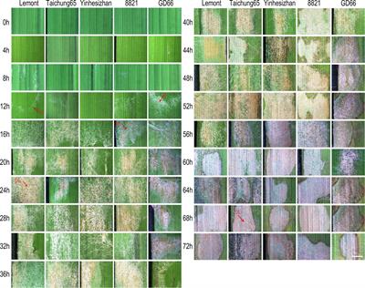 Cytological observation and transcriptome analysis reveal dynamic changes of Rhizoctonia solani colonization on leaf sheath and different genes recruited between the resistant and susceptible genotypes in rice
